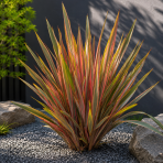 Ľanovník novozélandský (Phormium Tenax) ‘SUNDOWNER’ - výška 30-40 cm, kont. C2L