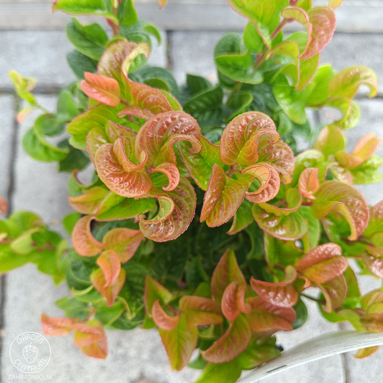 Obrázok Leukote (Leucothoe axillaris) ´CURLY RED´®- výška 20-25 cm, kont. C2L