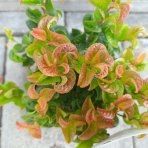 Leukote (Leucothoe axillaris) ´CURLY RED´®- výška 20-25 cm, kont. C2L
