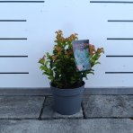 Leukote (Leucothoe axillaris) ´CURLY RED´®- výška 20-25 cm, kont. C2L