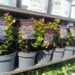 Leukote (Leucothoe axillaris) ´CURLY RED´®- výška 20-25 cm, kont. C2L