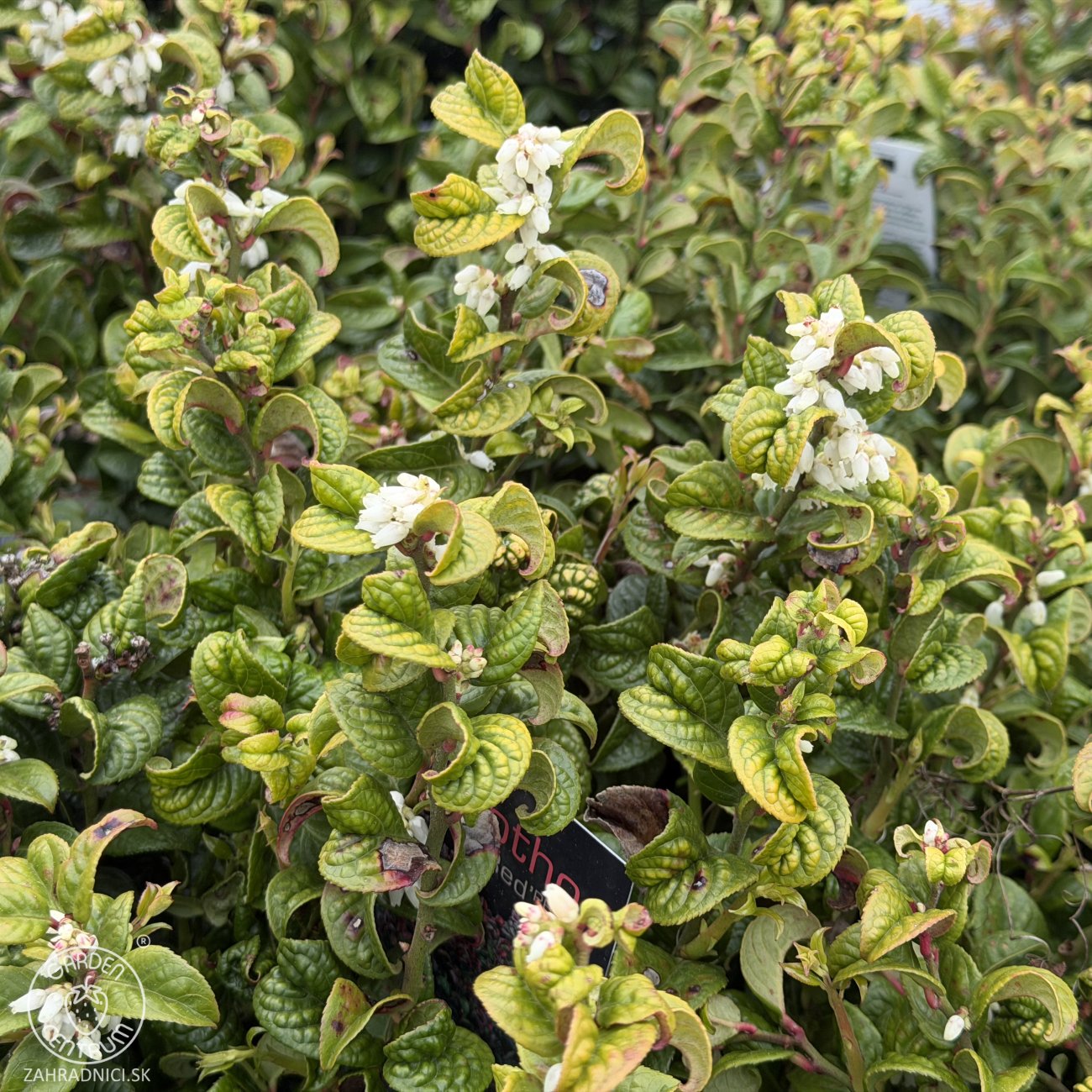 Obrázok Leukote (Leucothoe axillaris) ´CURLY RED´®- výška 20-25 cm, kont. C2L
