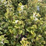 Leukote (Leucothoe axillaris) ´CURLY RED´®- výška 20-25 cm, kont. C2L