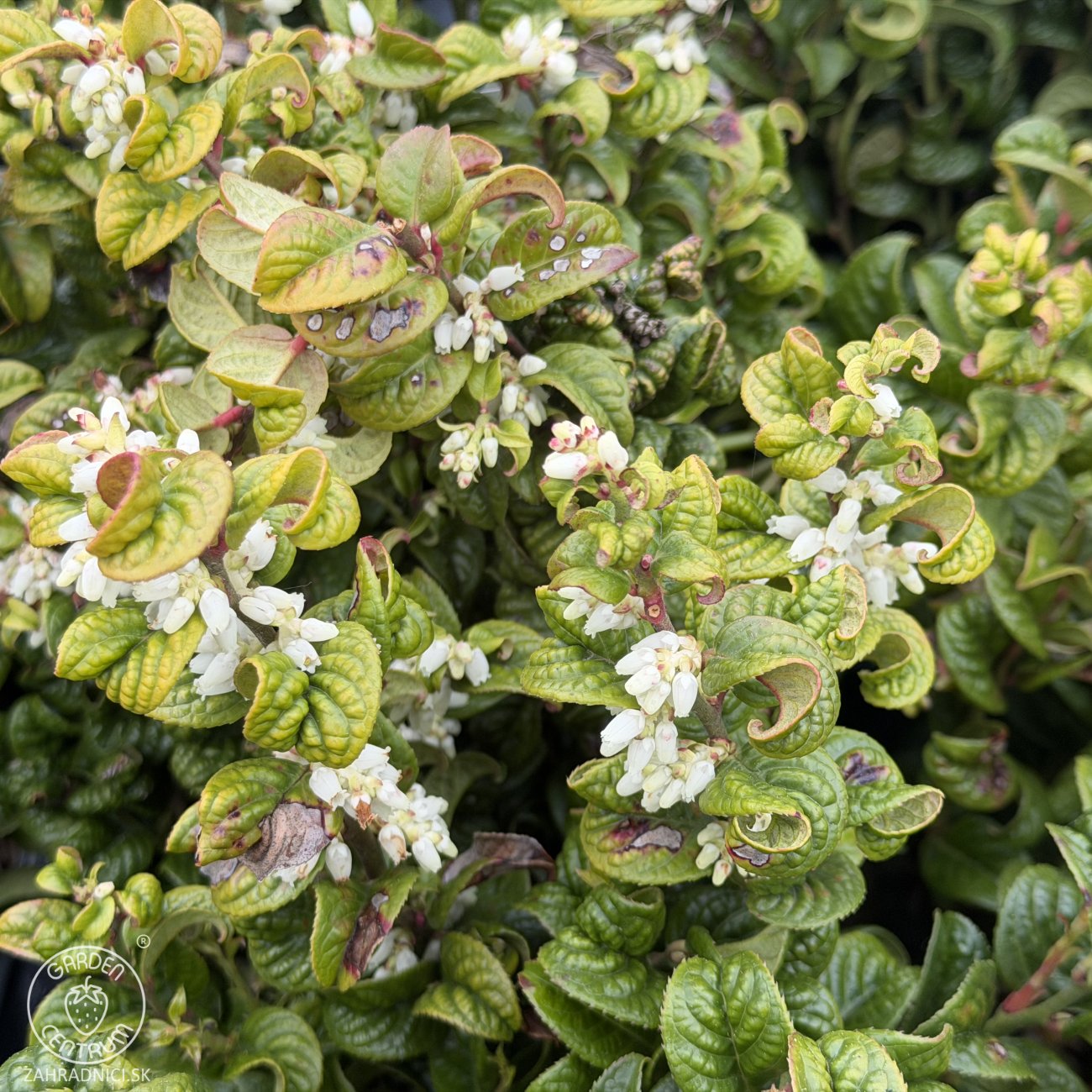Obrázok Leukote (Leucothoe axillaris) ´CURLY RED´®- výška 20-25 cm, kont. C2L