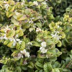 Leukote (Leucothoe axillaris) ´CURLY RED´®- výška 20-25 cm, kont. C2L