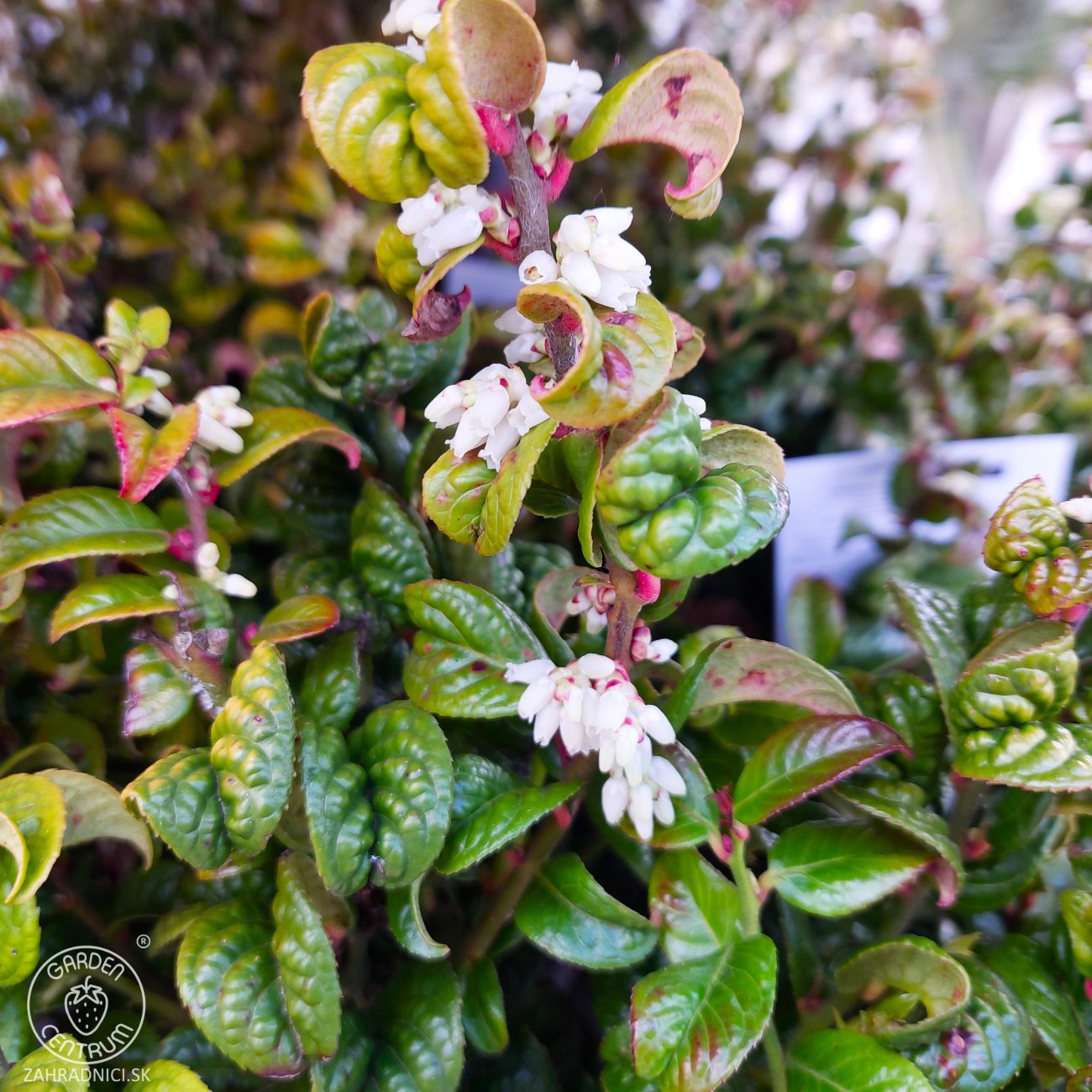 Obrázok Leukote (Leucothoe axillaris) ´CURLY RED´®- výška 20-25 cm, kont. C2L