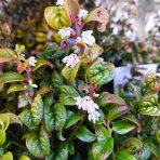 Leukote (Leucothoe axillaris) ´CURLY RED´®- výška 20-25 cm, kont. C2L