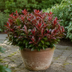 Leukote (Leucothoe axillaris) ´ZEBLID´ - výška 10-20 cm, kont. P17