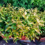 Leukote (Leucothoe axillaris) ´ZEBLID´ - výška 10-20 cm, kont. P17