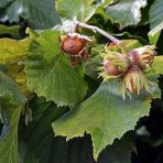 Lieska obyčajná (Corylus avellana) ´TONDA DALLE LANGHE´, výška 120-150 cm, kont. C9L