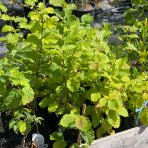 Lieska obyčajná (Corylus avellana) ´TONDA DALLE LANGHE´ - výška 60-80 cm, kont. C5L