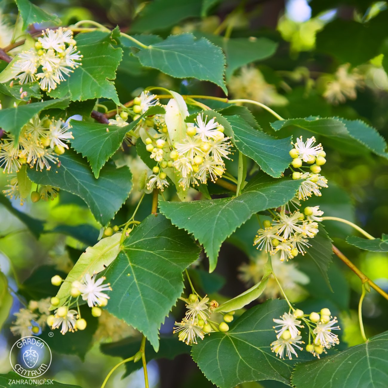 Obrázok Lipa malolistá (Tilia cordata) - výška 50-70 cm, kont. C3L