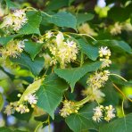 Lipa malolistá (Tilia cordata) - výška 170-200 cm, kont. C18L - VIACKMENNÁ