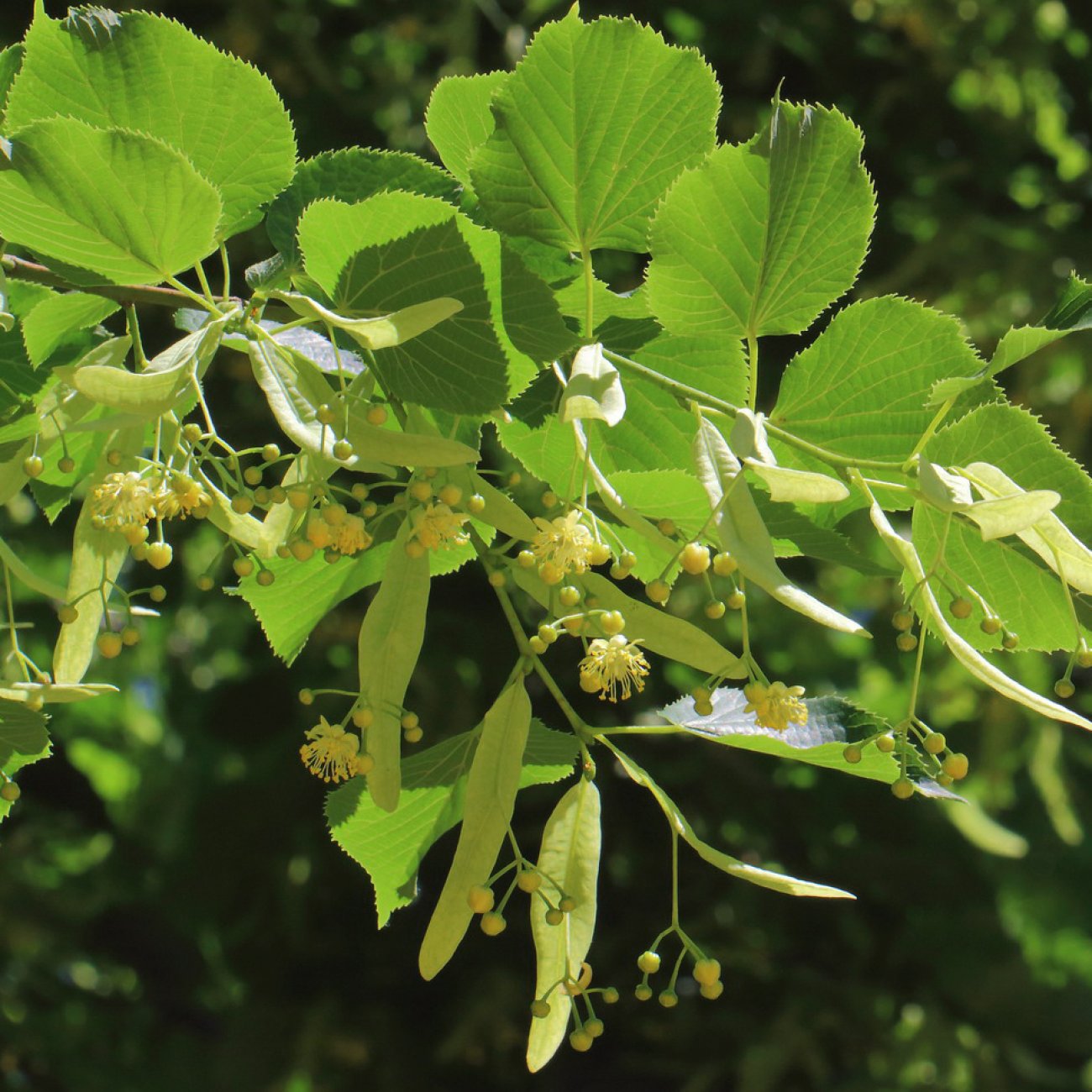 Obrázok Lipa veľkolistá (Tillia platyphyllos) - výška 130-150 cm, kont. C5L