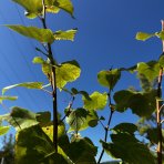 Lipa malolistá (Tilia cordata) - výška 50-70 cm, kont. C3L