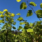 Lipa malolistá (Tilia cordata) - výška 50-70 cm, kont. C3L