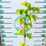 Lipa veľkolistá (Tillia platyphyllos) - výška 130-150 cm, kont. C5L