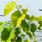 Lipa veľkolistá (Tillia platyphyllos) - výška 130-150 cm, kont. C5L