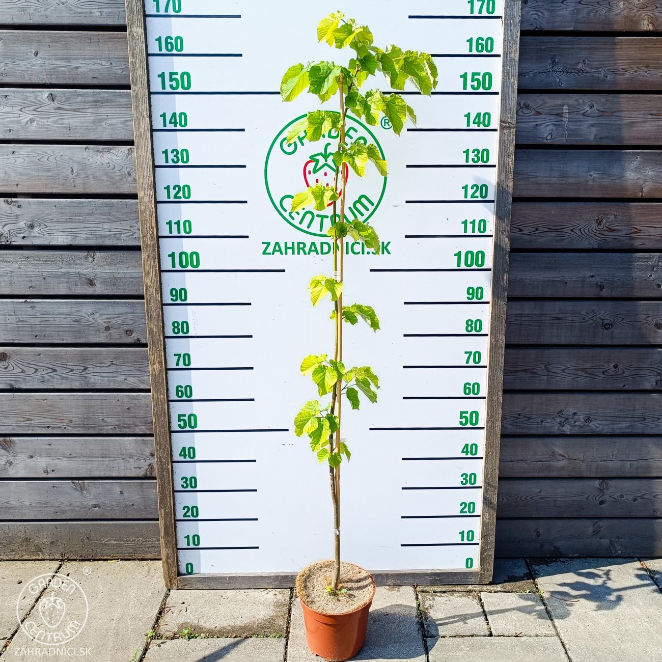 Obrázok Lipa veľkolistá (Tillia platyphyllos) - výška 130-150 cm, kont. C5L