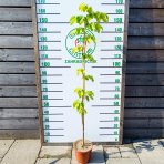 Lipa veľkolistá (Tillia platyphyllos) - výška 130-150 cm, kont. C5L