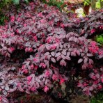 Loropetalum čínske (Loropetalum Chinense) ´BLACK PEARL´ - výška 20-30 cm, kont. C2L