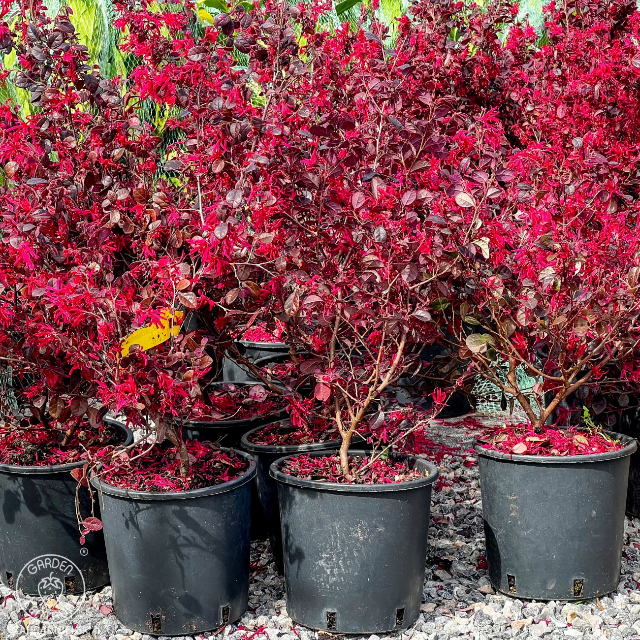Obrázok Loropetalum čínske (Loropetalum Chinense) ´BLACK PEARL´ - výška 20-30 cm, kont. C2L