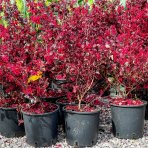 Loropetalum čínske (Loropetalum Chinense) ´BLACK PEARL´ - výška 20-30 cm, kont. C2L