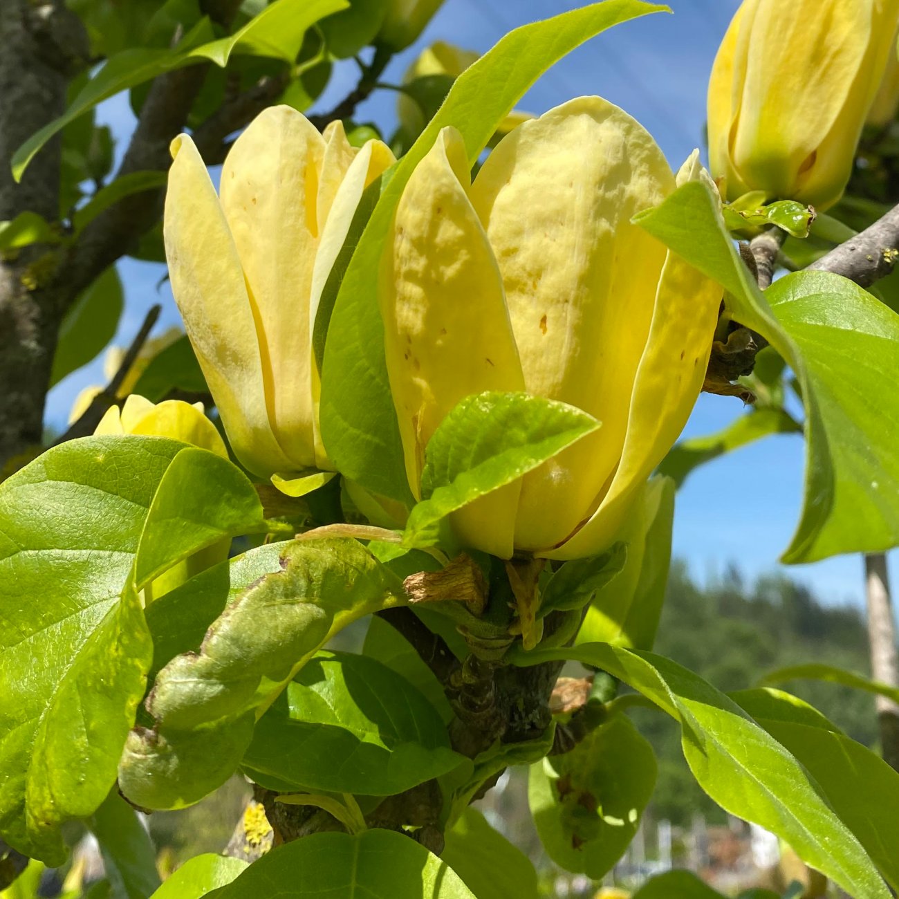 Obrázok Magnólia brooklinská (Magnolia brooklynensis) ´YELLOW BIRD´ - výška 100-130 cm, kont. C5L (-29°C)