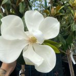 Magnólia veľkokvetá (Magnolia grandiflora Praecox) ´GOLIATH´ - výška 150-180 cm, obvod kmeňa 10/12 cm, kont. C30L (-21°C) - NA KMIENKU 