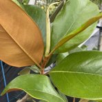 Magnólia veľkokvetá (Magnolia grandiflora Praecox) ´GOLIATH´ - výška 150-180 cm, obvod kmeňa 10/12 cm, kont. C30L (-21°C) - NA KMIENKU 