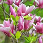Magnólia Loebnerova (Magnolia loebneri) ´GEORGE HENRY KERN´ - výška 40-60 cm, kont. C3L (-24°C)