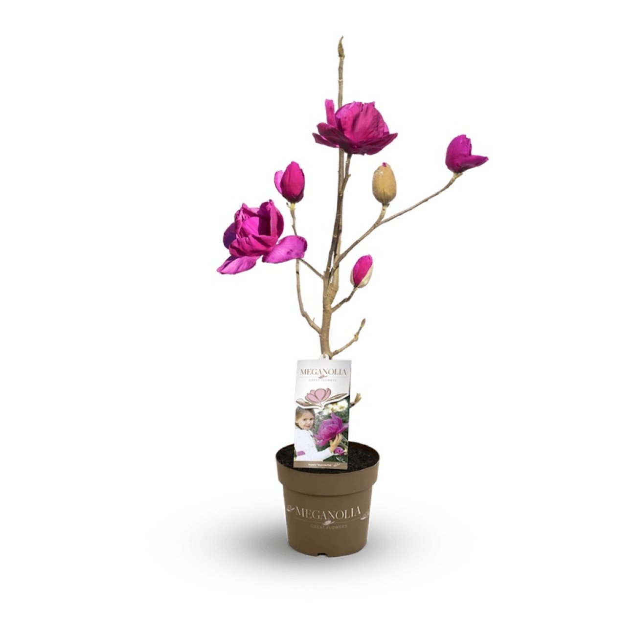 Obrázok Magnólia (Magnolia) ‘MEGANOLIA’® – výška 70-90 cm, kont. C7L