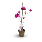 Magnólia (Magnolia) ‘MEGANOLIA’® – výška 70-90 cm, kont. C7L