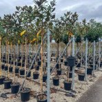 Magnólia veľkokvetá (Magnolia grandiflora) ´GALLISONIENSIS´ - výška 250-270 cm, kont. C25L, obvod kmeňa 6/8 cm - NA KMIENKU