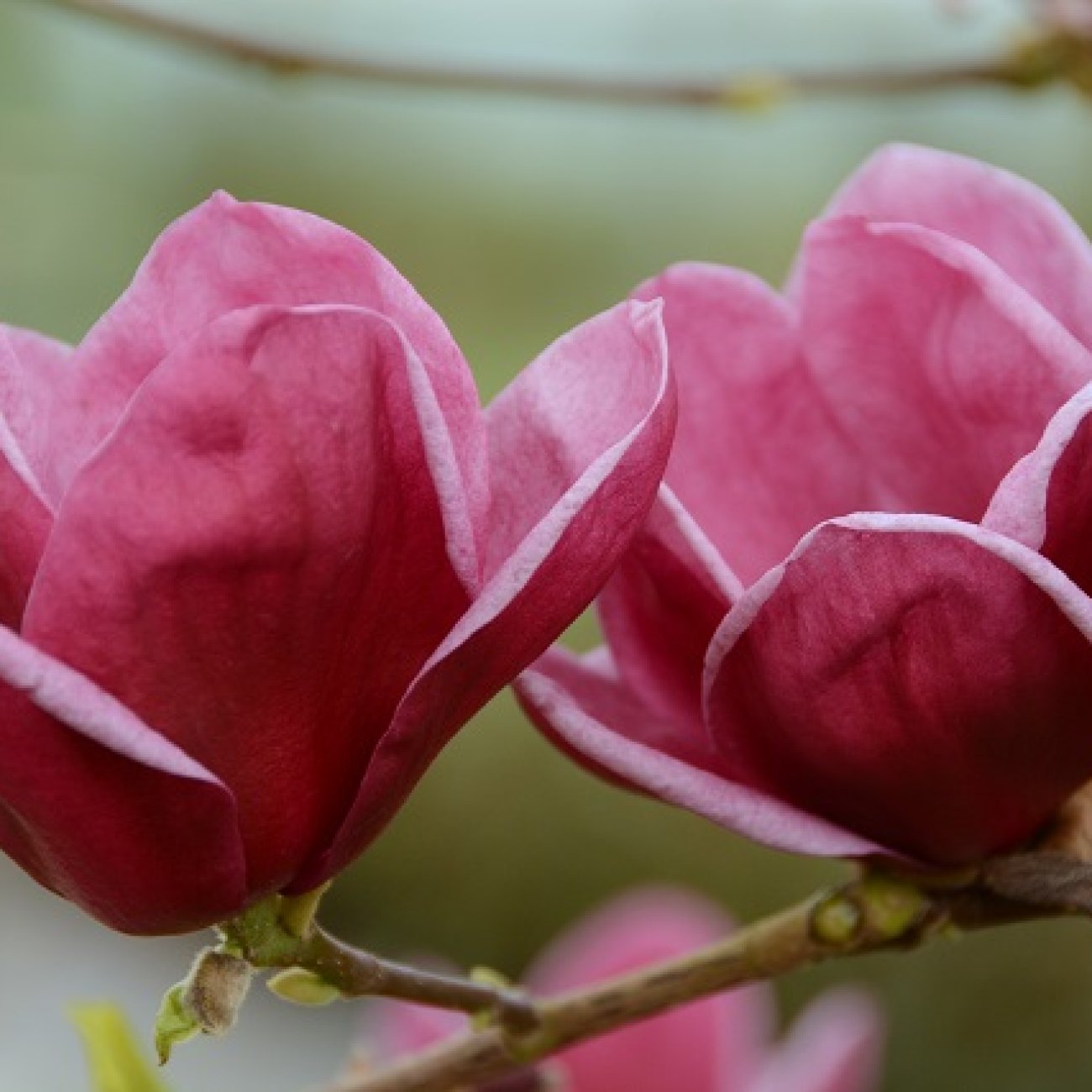 Obrázok Magnólia (Magnolia soulengeana x liliflora) ´GENIE´ ® - výška 60-80 cm, kont. C1,5L (-24°C) - kvitnúca 2x ročne