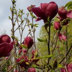 Magnólia (Magnolia soulengeana x liliflora) ´GENIE´ ® - výška 60-80 cm, kont. C1,5L (-24°C) - kvitnúca 2x ročne