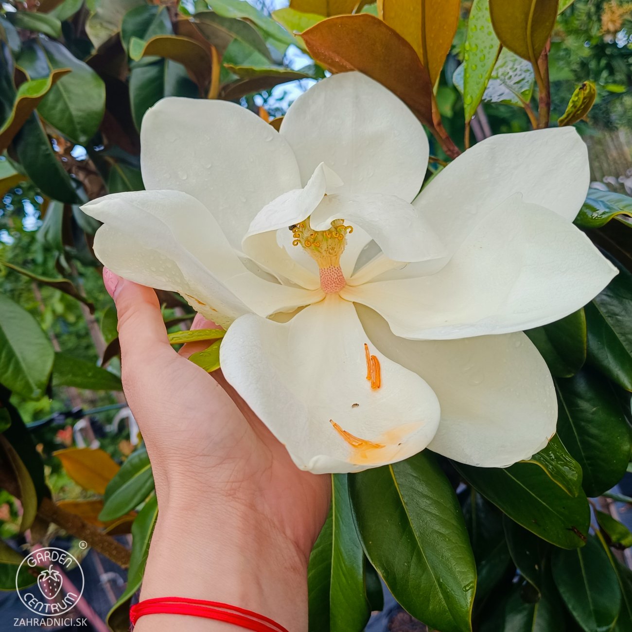 Obrázok Magnólia veľkokvetá (Magnolia grandiflora) ´GALLISONIENSIS´ - výška 250-270 cm, kont. C25L, obvod kmeňa 6/8 cm - NA KMIENKU