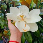 Magnólia veľkokvetá (Magnolia grandiflora) ´GALLISONIENSIS´ - výška 250-270 cm, kont. C25L, obvod kmeňa 6/8 cm - NA KMIENKU
