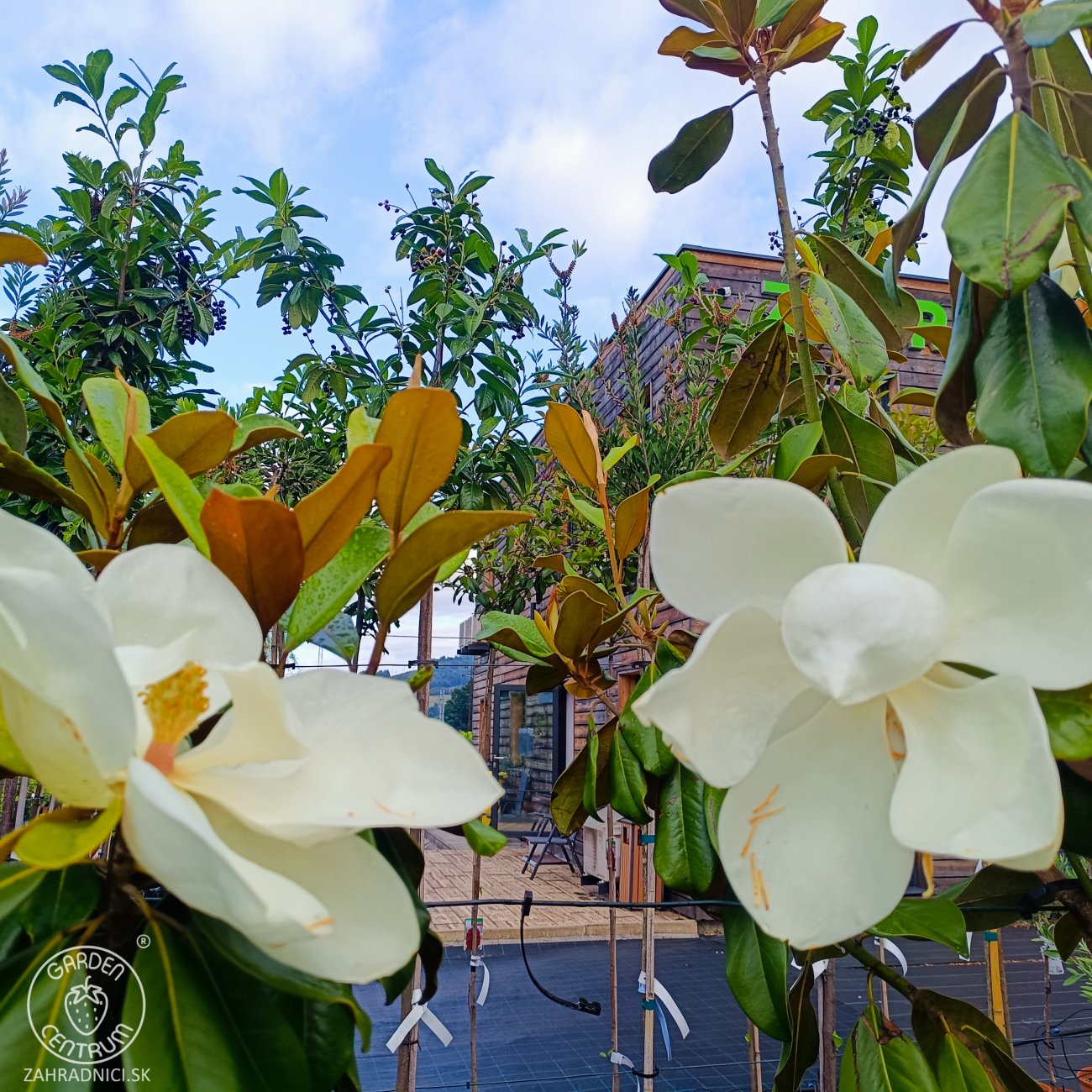 Obrázok Magnólia veľkokvetá (Magnolia grandiflora) ´GALLISONIENSIS´ - výška 250-270 cm, kont. C25L, obvod kmeňa 6/8 cm - NA KMIENKU