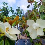 Magnólia veľkokvetá (Magnolia grandiflora) ´GALLISONIENSIS´ - výška 250-270 cm, kont. C25L, obvod kmeňa 6/8 cm - NA KMIENKU