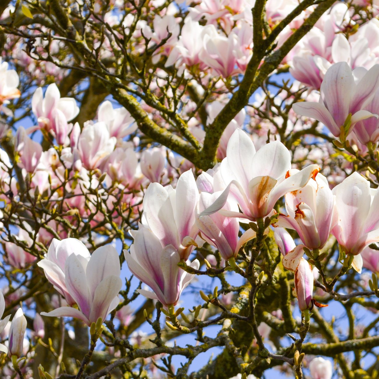 Obrázok Magnólia japonská (Magnolia kobus) - výška 330-350 cm, obvod kmeňa 6/8 cm, kont. C25L - NA KMIENKU