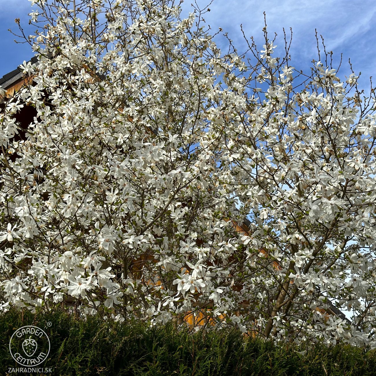 Obrázok Magnólia hviezdicokvetá (Magnolia stellata) ´ROYAL STAR´ - výška 50-70 cm, kont. C3L