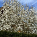 Magnólia hviezdicokvetá (Magnolia stellata) ´ROYAL STAR´ - výška 50-70 cm, kont. C3L