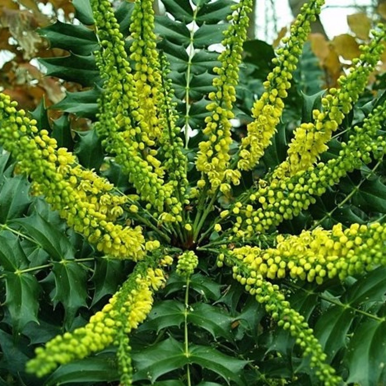 Obrázok Mahónia prostredná (Mahonia) ´WINTER SUN´ - výška 30-50 cm, kont. C5L