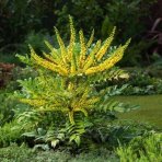 Mahónia prostredná (Mahonia) ´WINTER SUN´ - výška 30-50 cm, kont. C5L