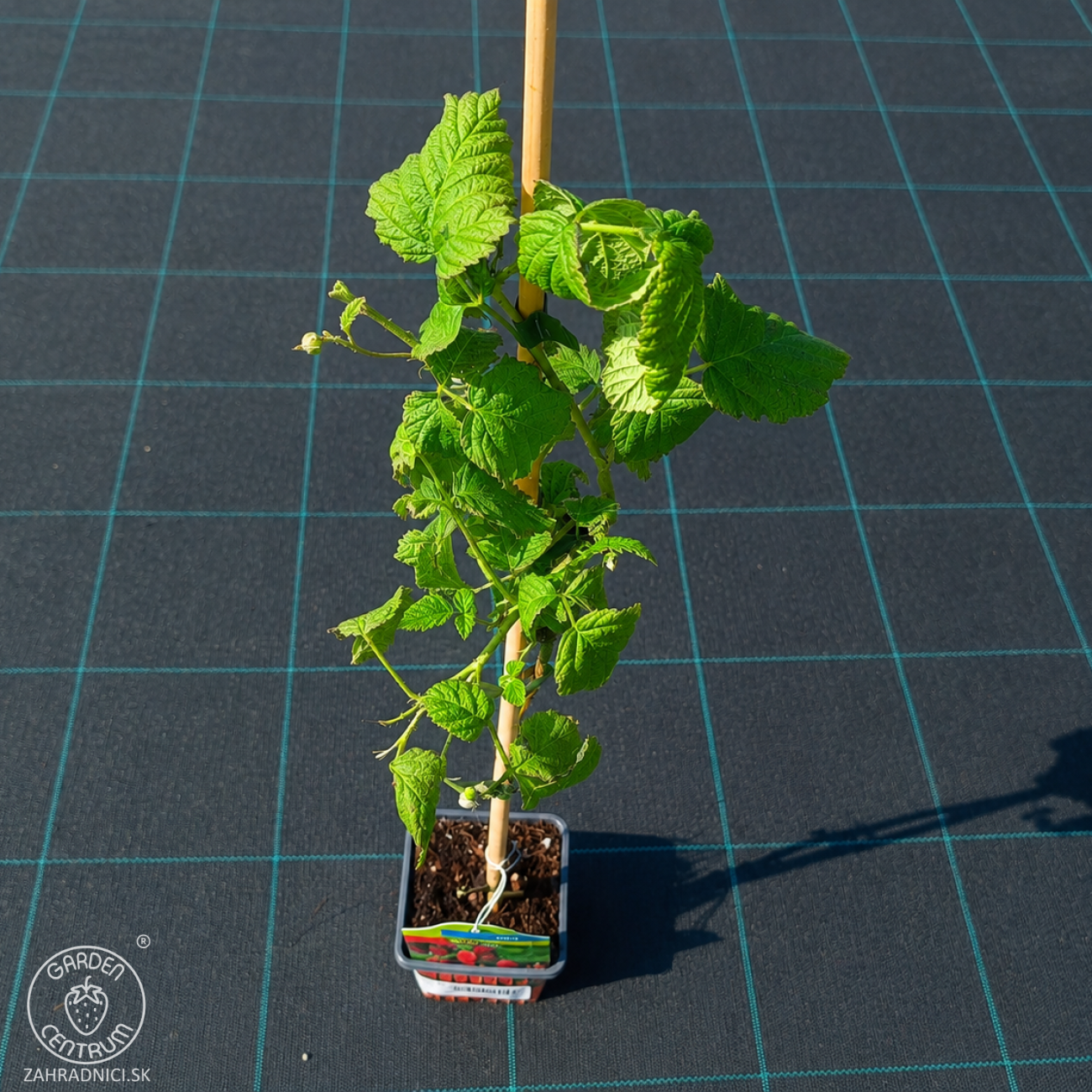 Obrázok Malinočernica (Rubus fruticosus) ´BUCKINGHAM TAYBERRY´ - výška: 40-60 cm, kont. P9/P11