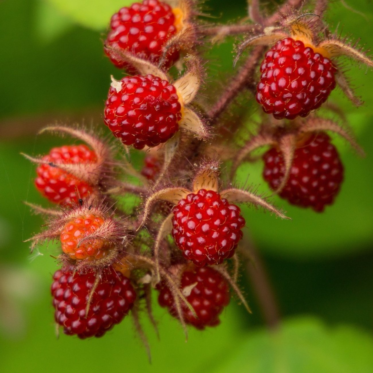 Obrázok Malinojahoda (Rubus Illecebrosus) - kont. P13