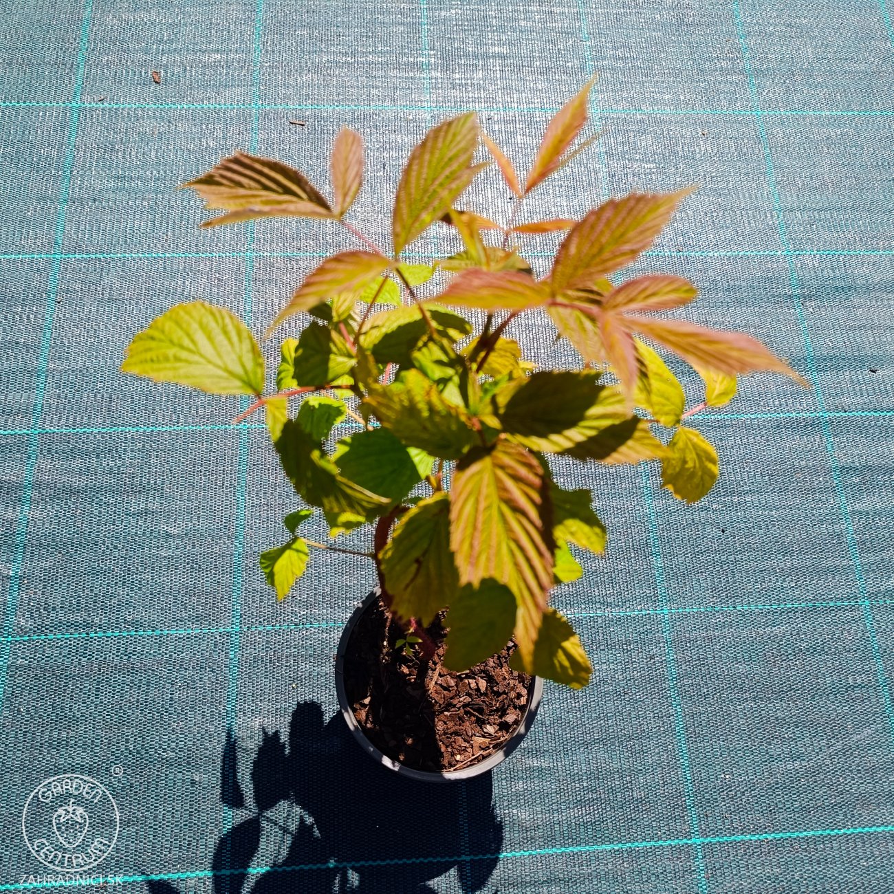 Obrázok Malina červená veľkoplodá (Rubus idaeus) ´DELNIWA´ - výška 20-30 cm, kont. C1,5L