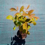 Malina červená veľkoplodá (Rubus idaeus) ´DELNIWA´ - výška 20-30 cm, kont. C1,5L