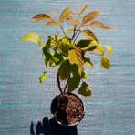 Malina červená veľkoplodá (Rubus idaeus) ´DELNIWA´ - výška 20-30 cm, kont. C1,5L